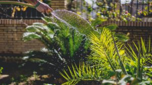 Water besparen in je tuin